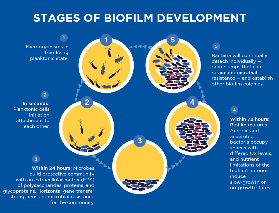 biofilms